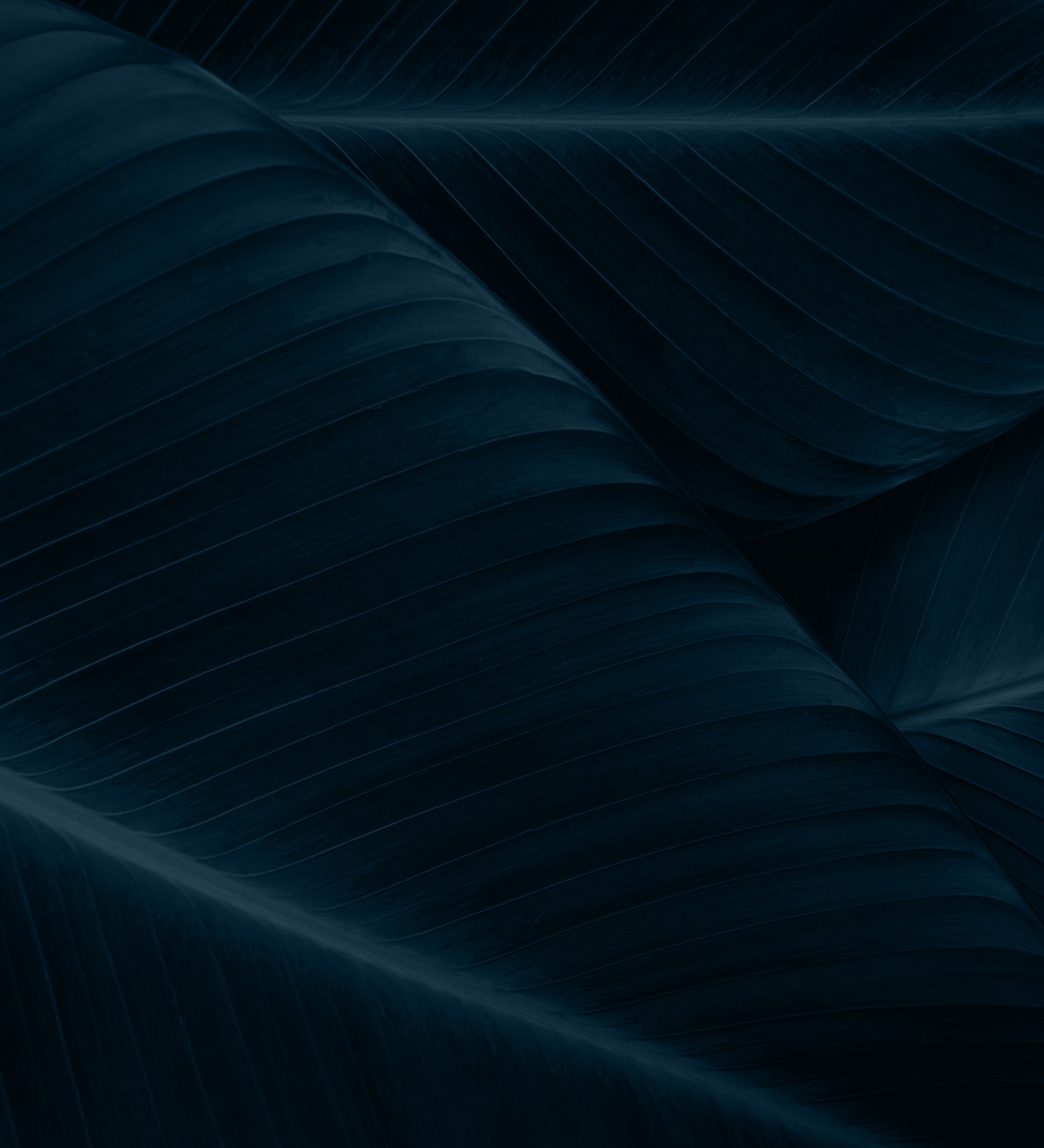 Dark leafy textures in layered composition.