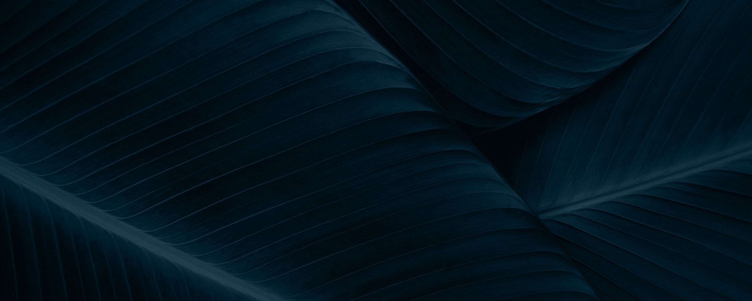 Form Background