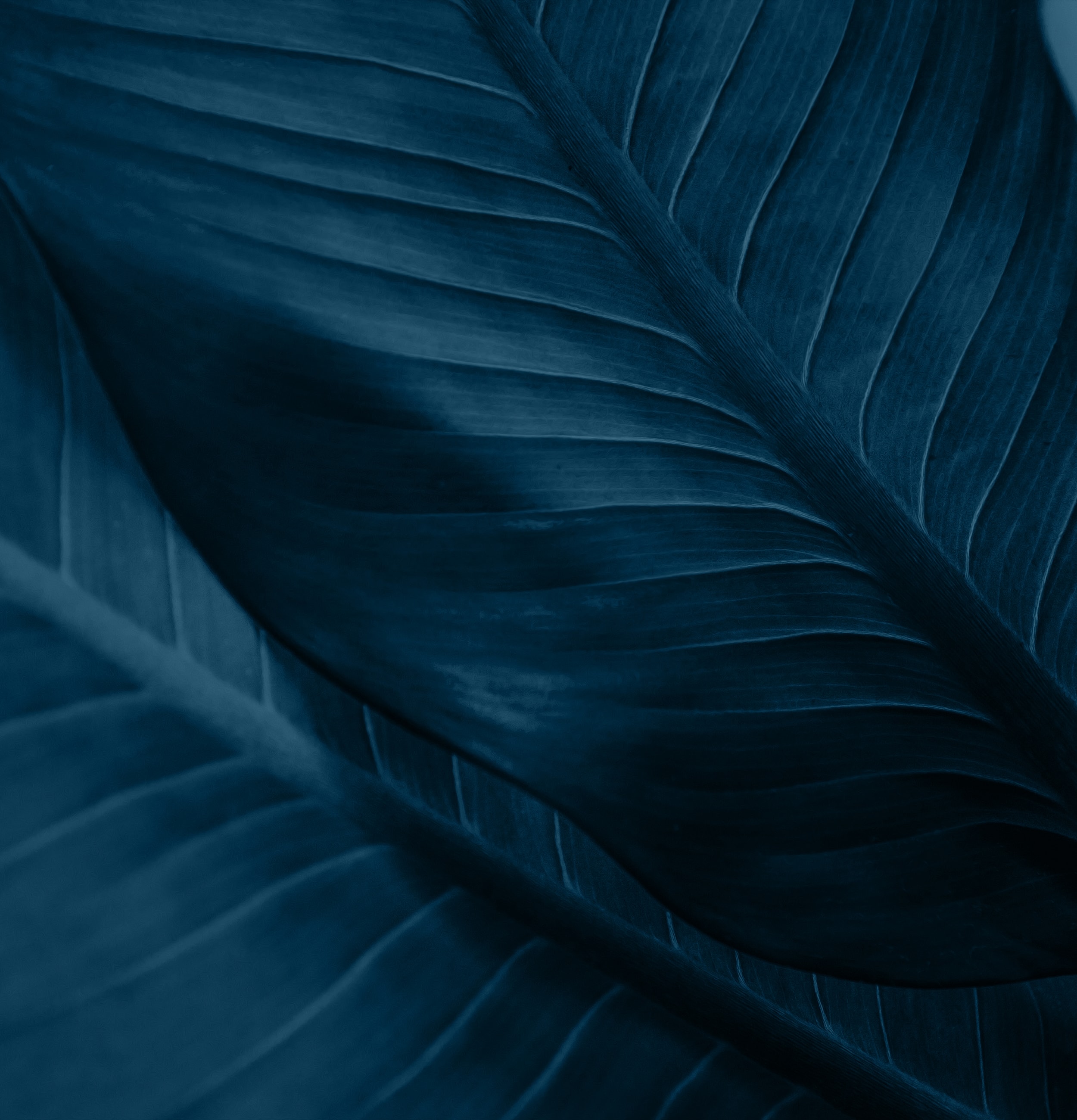 Close-up of dark blue tropical leaves.